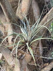 Tillandsia utriculata