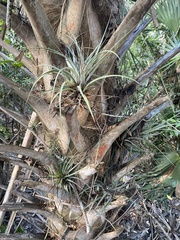 Tillandsia utriculata
