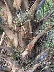 Tillandsia utriculata