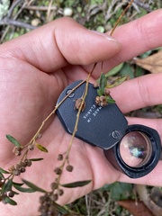 Crocanthemum propinquum