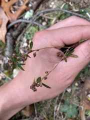 Crocanthemum propinquum