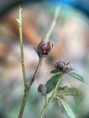Crocanthemum propinquum