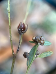 Crocanthemum propinquum