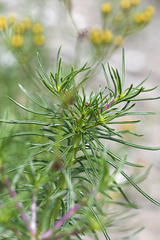 Senecio linifolius