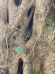 Tillandsia utriculata