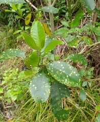 Diplochorella colensoi