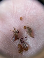 Crocanthemum propinquum