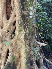 Tillandsia utriculata