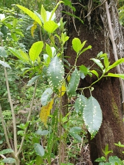 Diplochorella colensoi