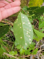 Diplochorella colensoi