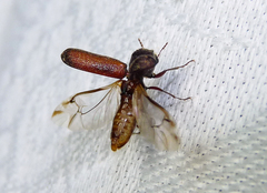 Amphicerus bicaudatus