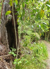 Diplochorella colensoi
