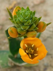 Ornithogalum dubium