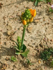 Ornithogalum dubium