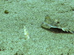 Apterichtus anguiformis