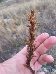 Orobanche kochii