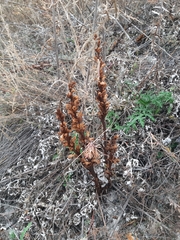 Orobanche kochii