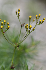 Senecio linifolius