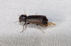 Amphicerus bicaudatus