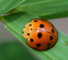Harmonia octomaculata
