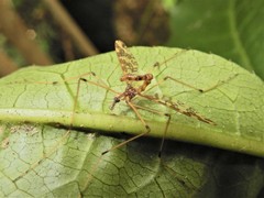 Mischoderus annuliferus
