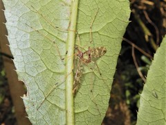 Mischoderus annuliferus