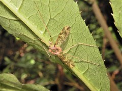 Mischoderus annuliferus