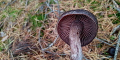 Cortinarius depressus