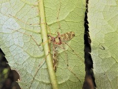 Mischoderus annuliferus