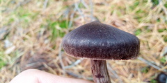 Cortinarius depressus