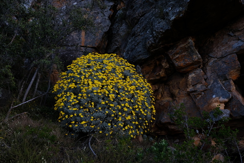 Euryops pectiné 2