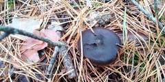 Cortinarius depressus