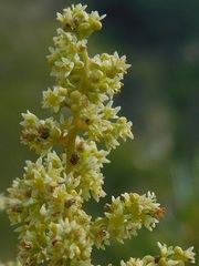Searsia angustifolia