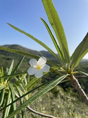 Plumeria alba