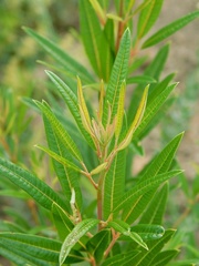 Searsia angustifolia