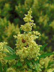 Searsia angustifolia