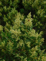 Searsia angustifolia