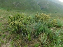 Searsia angustifolia