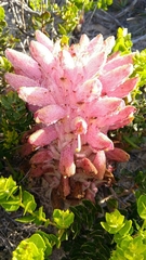 Hyobanche robusta