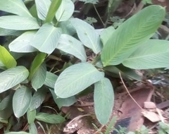 Stromanthe stromanthoides