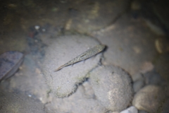 Salmo trutta
