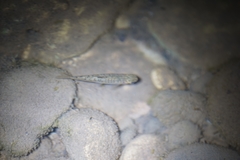 Salmo trutta