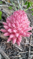 Hyobanche robusta