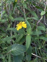 Wedelia lanceolata