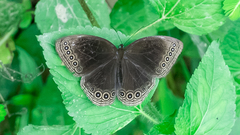 Ethope himachala