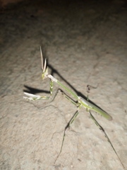Empusa