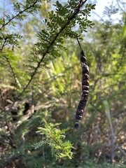Senna polyphylla