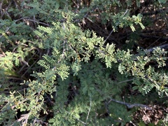 Senna polyphylla