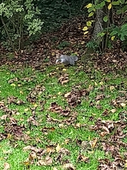 Sciurus carolinensis