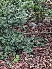 Sciurus carolinensis